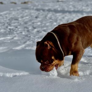 Meet your Posher, !QiPorkys